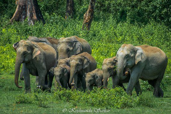 Jaldapara National Park